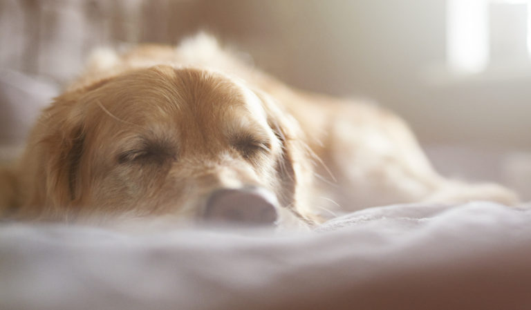 Picture of a sleeping dog.